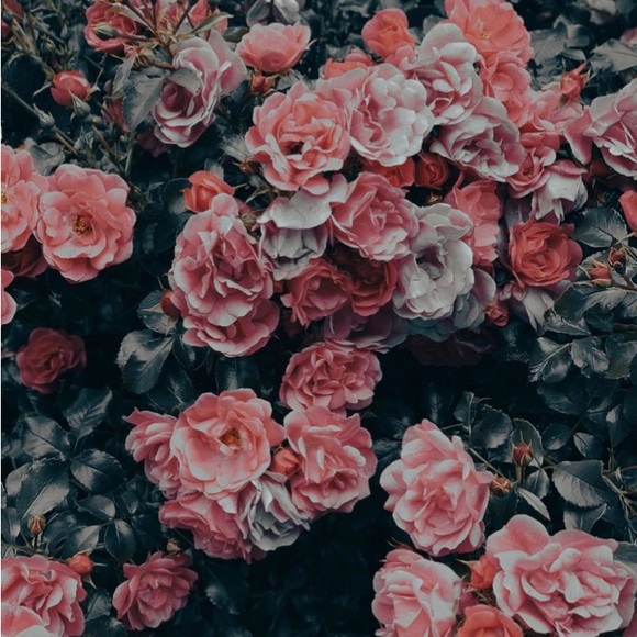 Meet your Posher - Picture 1 of 1